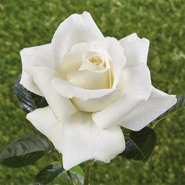 Roses historiques
