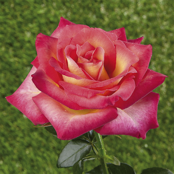 Mini - rosier nain